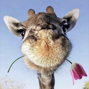 Meet your Posher, Diane